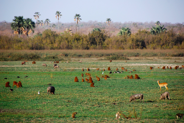 Parc National de Niokolo-Koba