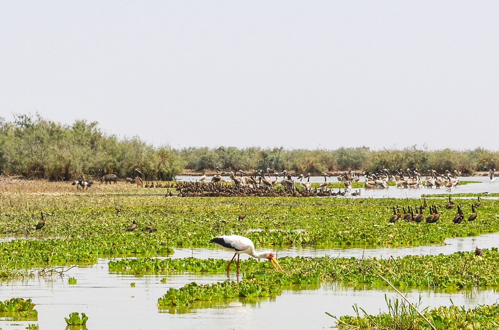 Parc National des Oiseaux du Djoudj