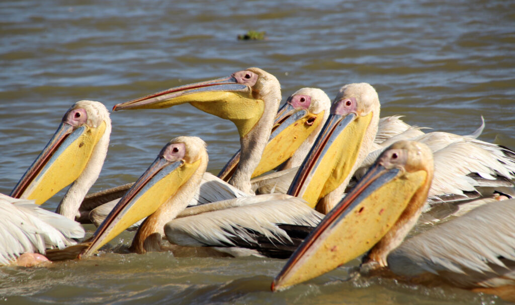 Parc National des Oiseaux du Djoudj