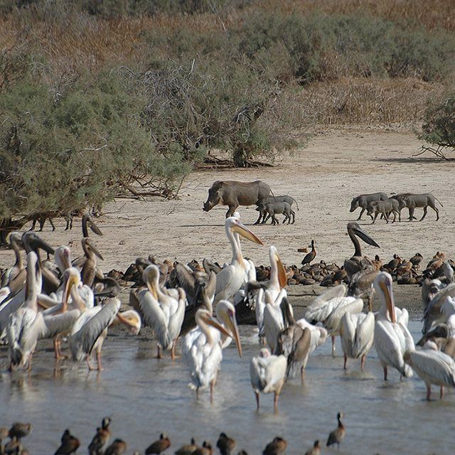 Parc National des Oiseaux du Djoudj