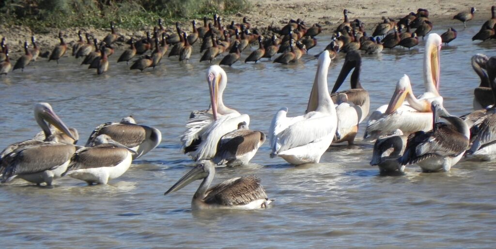 Parc National des Oiseaux du Djoudj