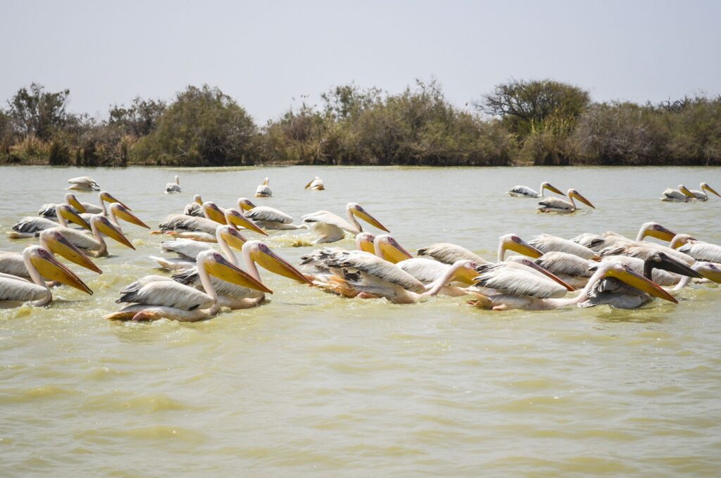 Parc National des Oiseaux du Djoudj