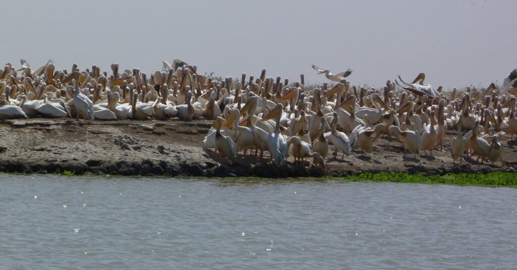 Parc des Oiseaux du Djoudj