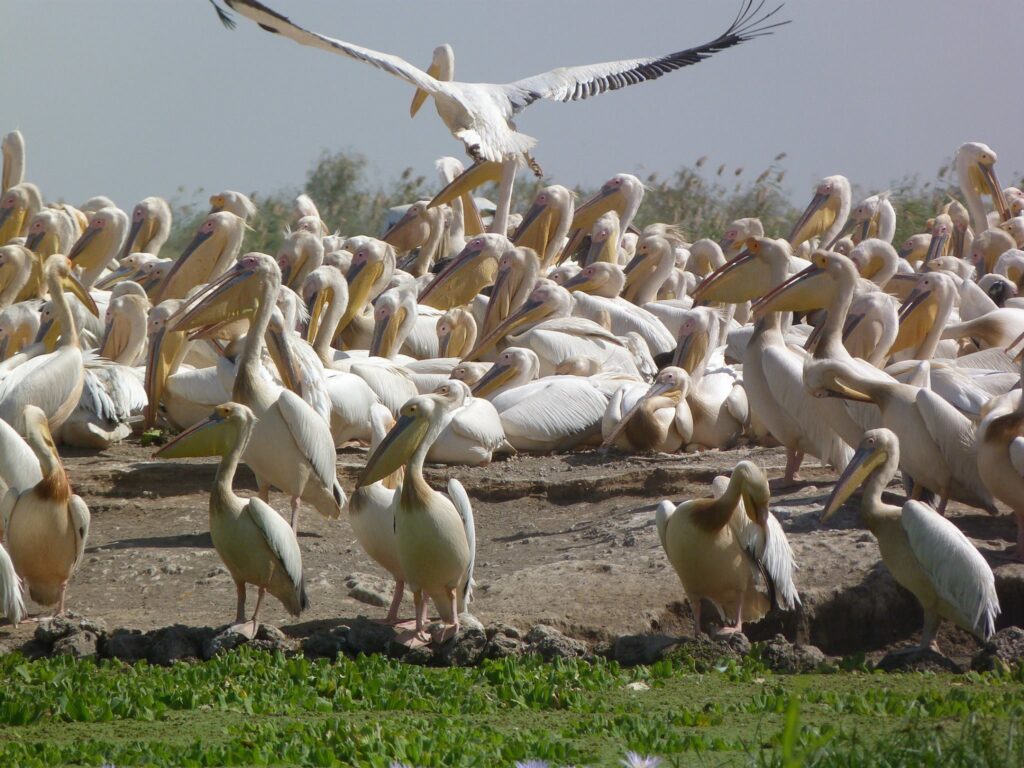 Parc National des Oiseaux du Djoudj