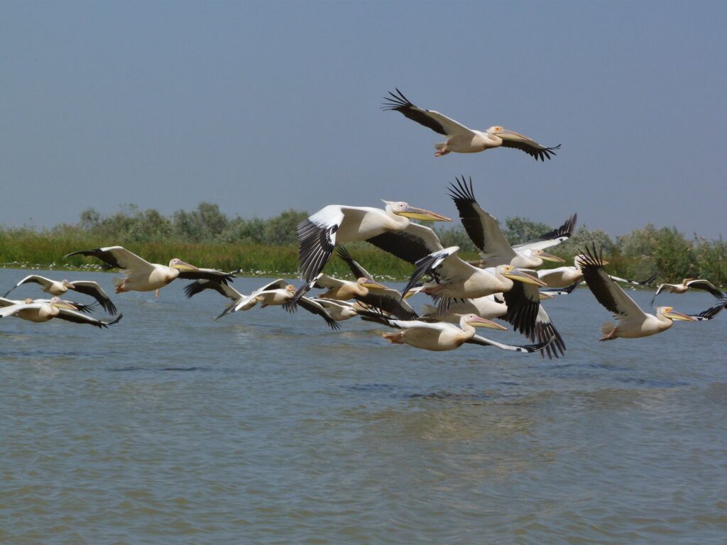 Parc National des Oiseaux du Djoudj