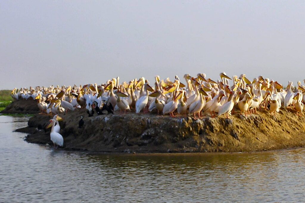 Parc National des Oiseaux du Djoudj